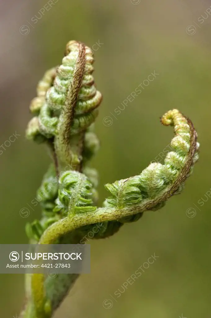 Bracken (Pteridium aquilinum) close-up of unfurling fronds, England, june