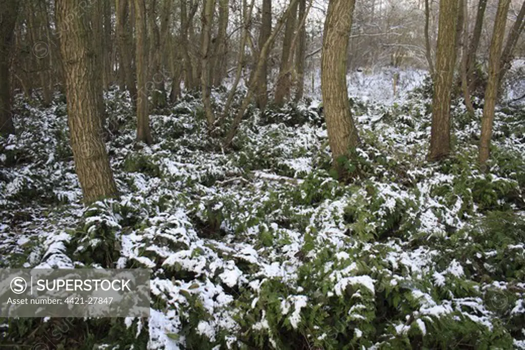 Bracken (Pteridium aquilinum) snow covered fronds, amongst Common Alder (Alnus glutinosa) trunks in woodland habitat, at edge of river valley fen, Redgrave and Lopham Fen N.N.R., Waveney Valley, Suffolk, England, november