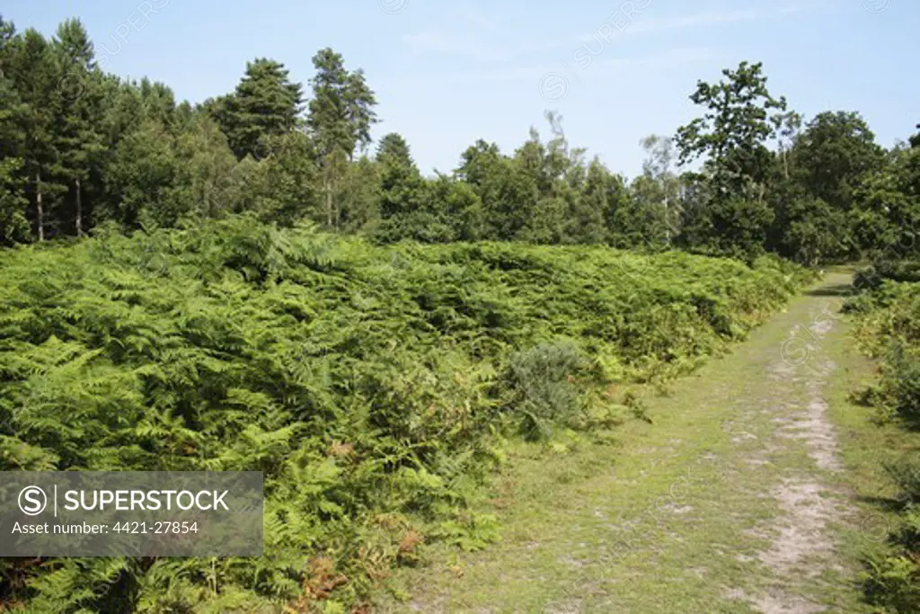 Bracken (Pteridium aquilinum) mass growing beside track in forest habitat, Dunwich Forest, Suffolk, England, july