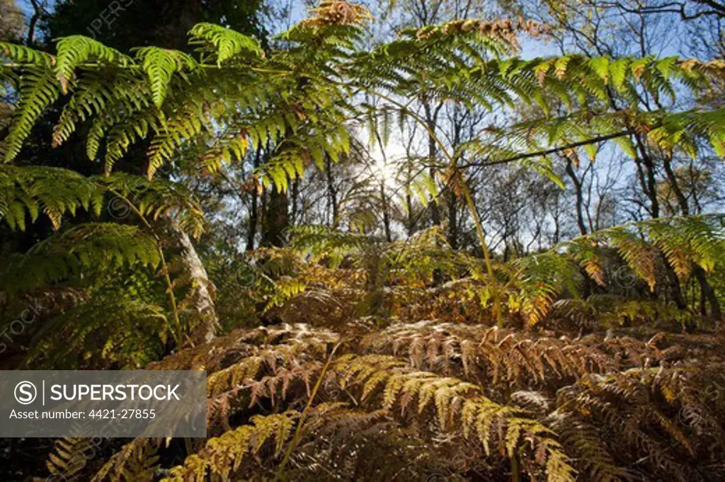 Bracken (Pteridium aquilinum) fronds, undergrowth in woodland, Oulton, Cheshire, England, october