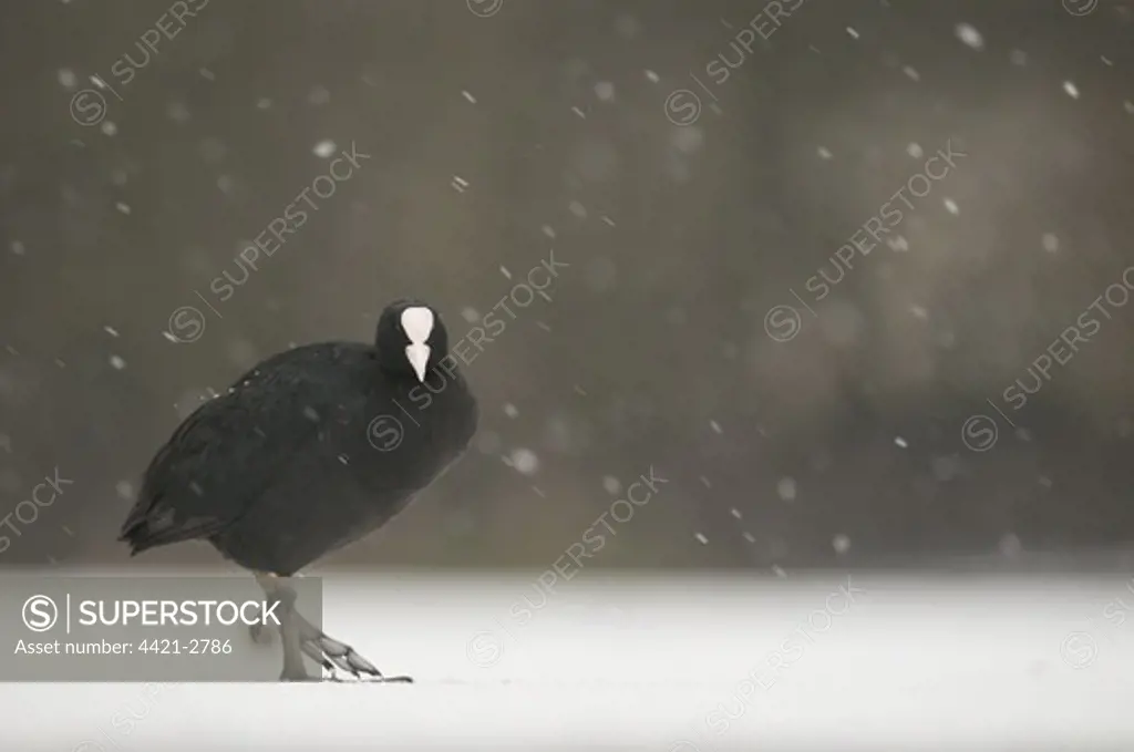 Common Coot (Fulica atra) adult, walking across frozen lake during blizzard, Derbyshire, England, winter