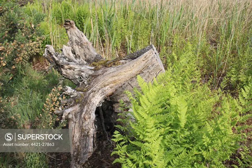 Narrow Buckler Fern (Dryopteris carthusiana) fronds, growing beside tree stump at edge of reedbed, Little Ouse Headwaters Project, Hinderclay Fen, Hinderclay, Little Ouse Valley, Suffolk, England, june