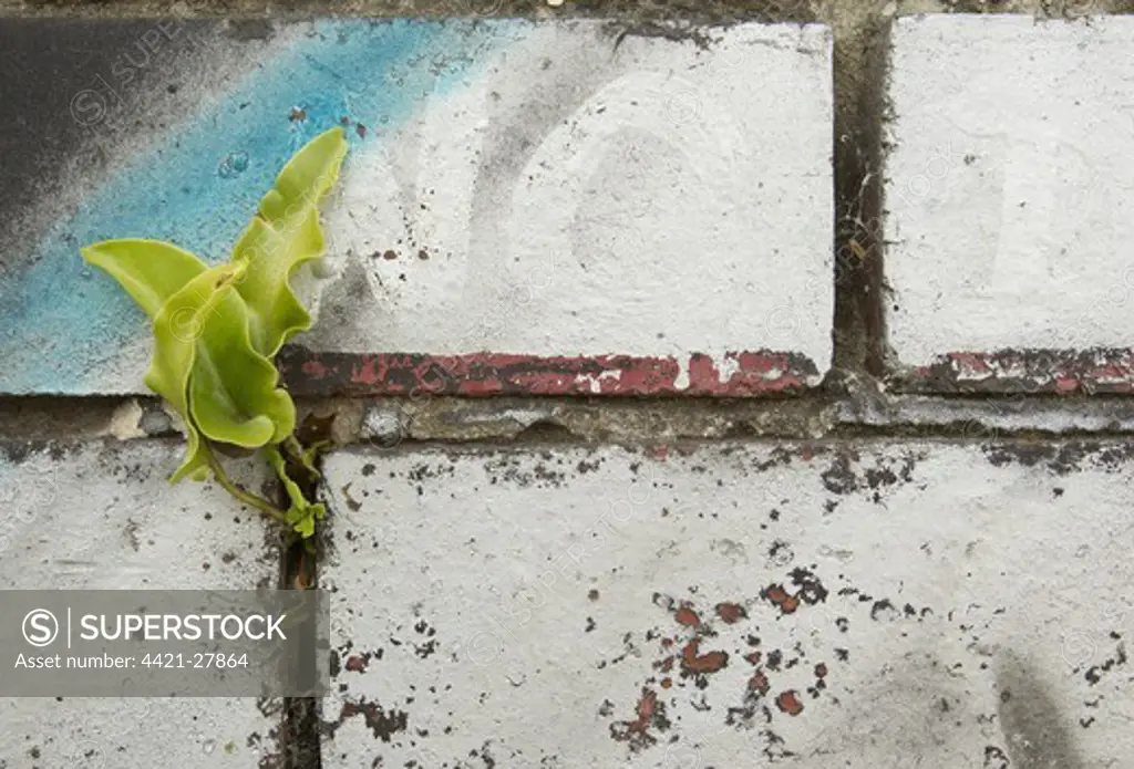 Hart's-tongue Fern (Phyllitis scolopendrium) fronds, growing in crevice of graffiti covered wall in city centre, Sheffield, South Yorkshire, England, may