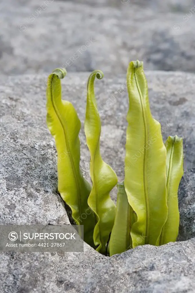 Hart's-tongue Fern (Phyllitis scolopendrium) fronds, growing from gryke (crevice) in limestone pavement, Ingleborough National Nature Reserve, Yorkshire Dales N.P., North Yorkshire, England, june