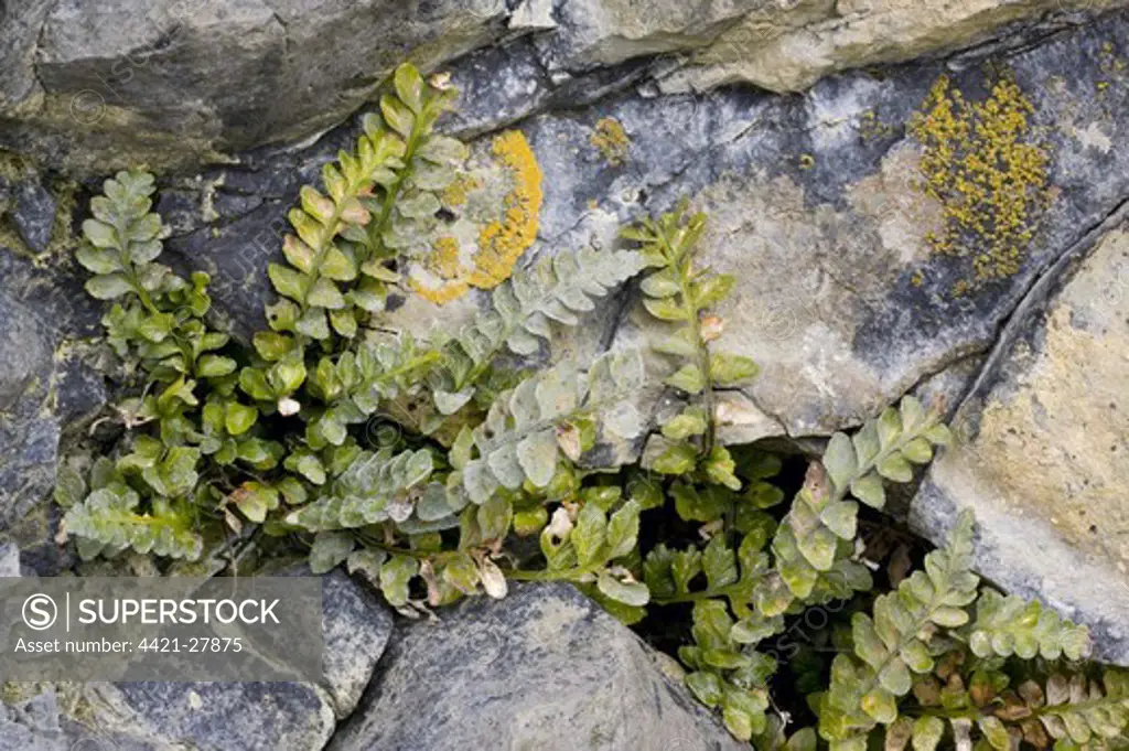 Sea Spleenwort (Asplenium marinum) growing on sea cliffs, The Burren, County Clare, Ireland, spring