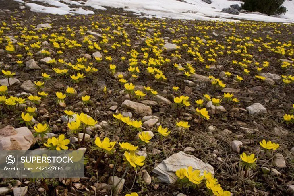 Winter Aconite (Eranthis hyemalis) large-flowered form, flowering, mass at snowline, Taurus Mountains, Anatolia, Southern Turkey