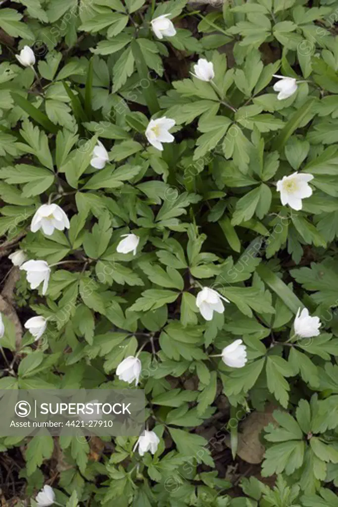 Wood Anemone (Anemone nemorosa) flowers partially open, growing on ancient woodland floor, West Yorkshire, England, march