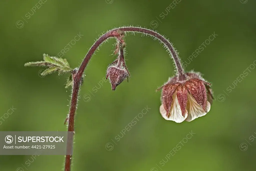 Water Avens (Geum rivale) close-up of flower, Swaledale, Yorkshire, England, spring