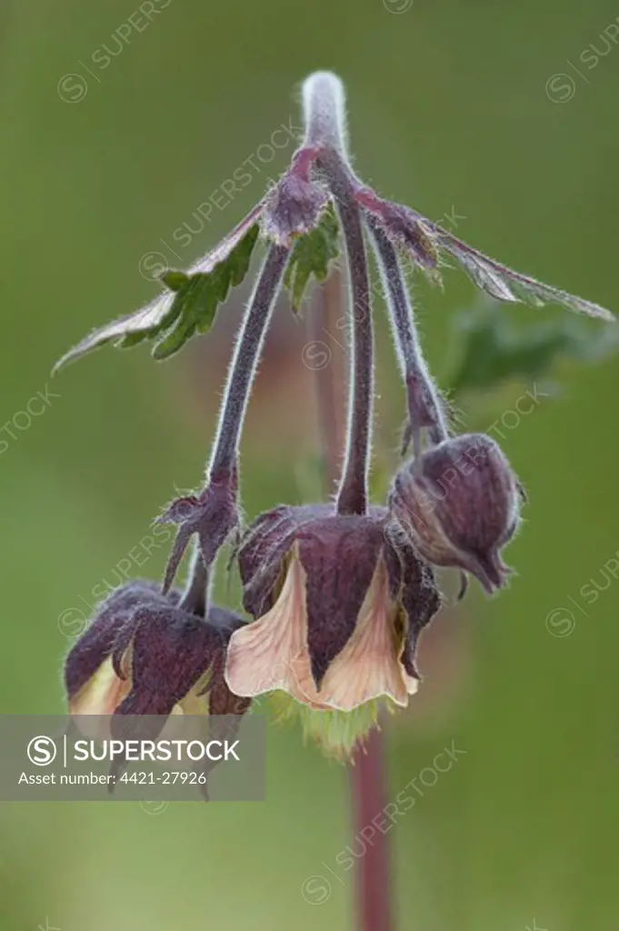 Water Avens (Geum rivale) close-up of flowers, growing in disused limestone quarry, Ribblehead Quarry, Ingleborough National Nature Reserve, Yorkshire Dales N.P., North Yorkshire, England, june