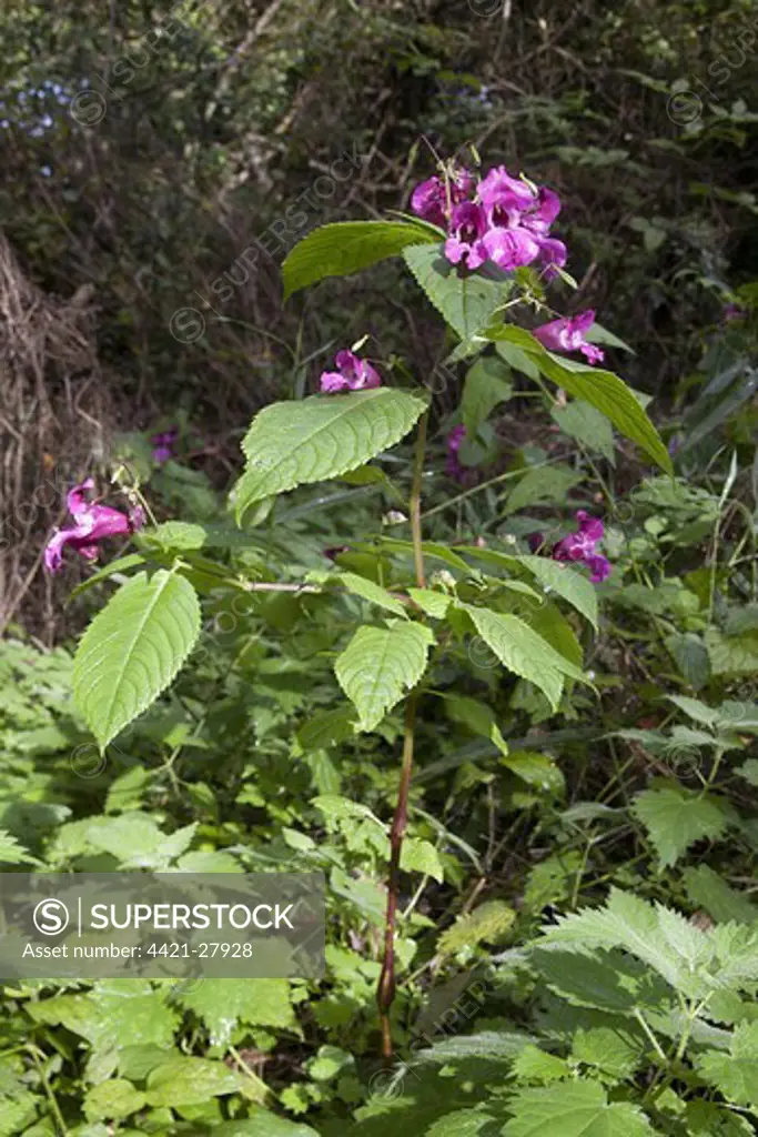 Himalayan Balsam (Impatiens glandulifera) introduced invasive species, flowering, Basingstoke Canal Nature Reserve, Hampshire, England, october