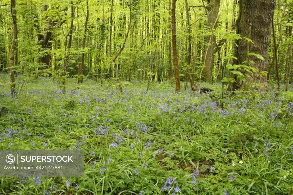 Bluebell (Endymion non-scriptus) flowering mass, growing in beech woodland habitat, Parkmill Woods, Gower Peninsula, Glamorgan, Wales, may
