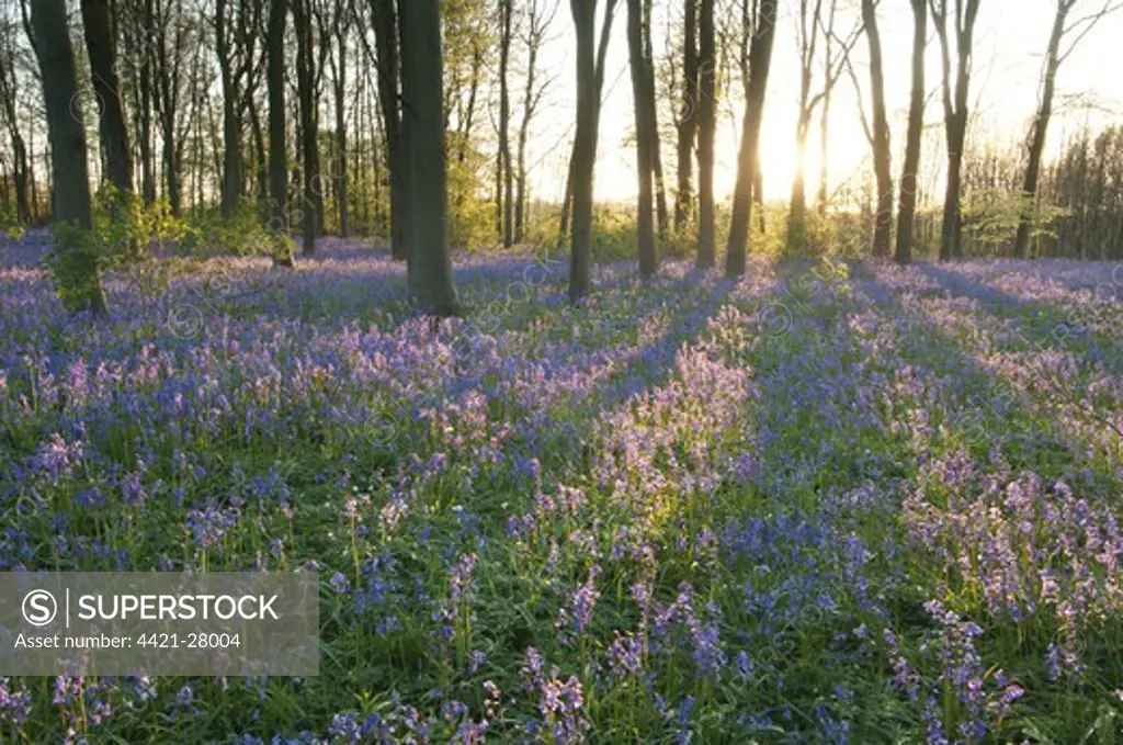 Bluebell (Endymion non-scriptus) flowering mass, growing in Common Beech (Fagus sylvatica) woodland habitat, in evening sunlight, Kent, England, may