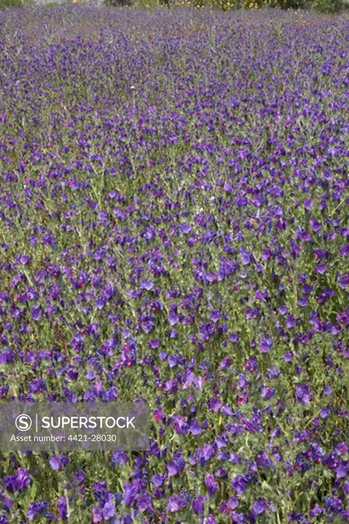 Viper's Bugloss (Echium vulgare) flowering mass, growing in open uncultivated field, Sicily, Italy, april