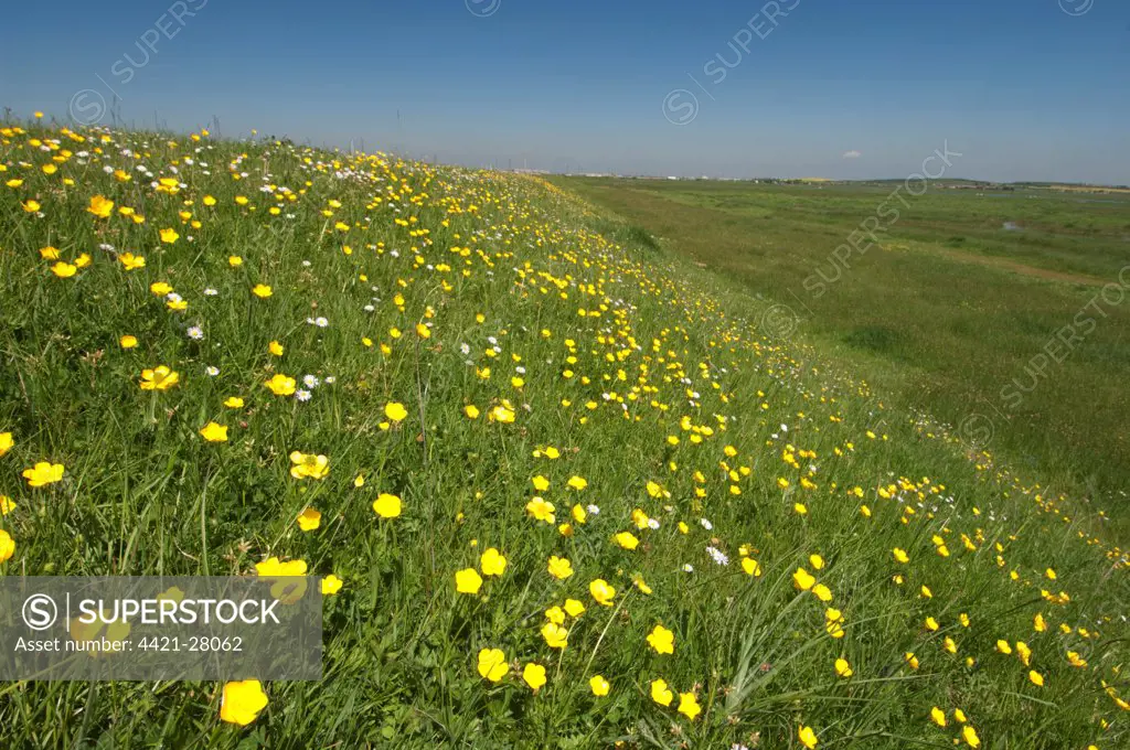 Meadow Buttercup (Ranunculus acris) flowering mass, growing on sea wall, in coastal grazing marsh habitat, Elmley Marshes N.N.R., Isle of Sheppey, Kent, England, may