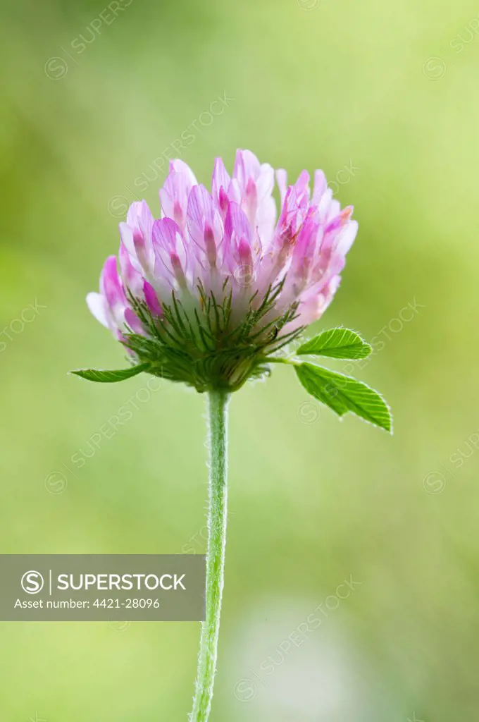 Red Clover (Trifolium pratense) close-up of flowerhead, Downe Bank Nature Reserve, North Downs, Kent, England, august