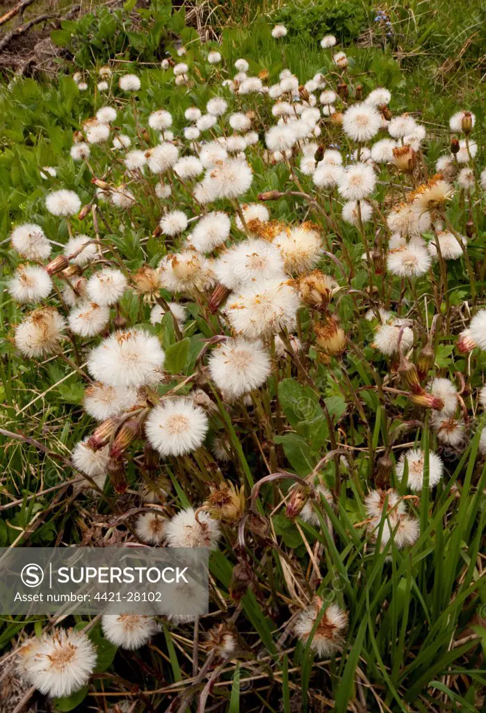 Coltsfoot (Tussilago farfara) mass in seed, Caucasus, Georgia, spring