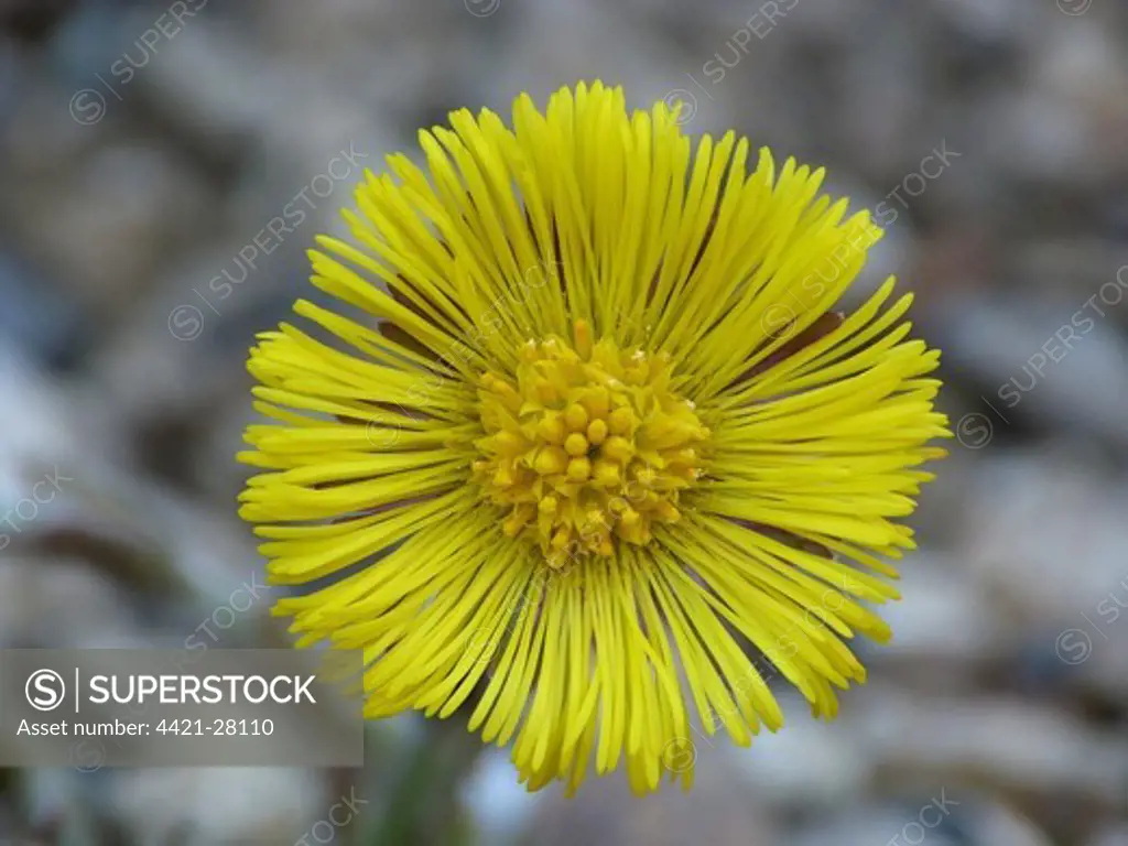 Coltsfoot (Tussilago farfara) close-up of flower, Cannobina Valley, Italian Alps, Italy, march