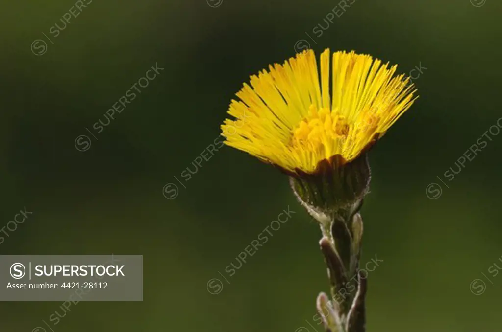 Coltsfoot (Tussilago farfara) close-up of flower, Crossness Nature Reserve, Bexley, Kent, England, march