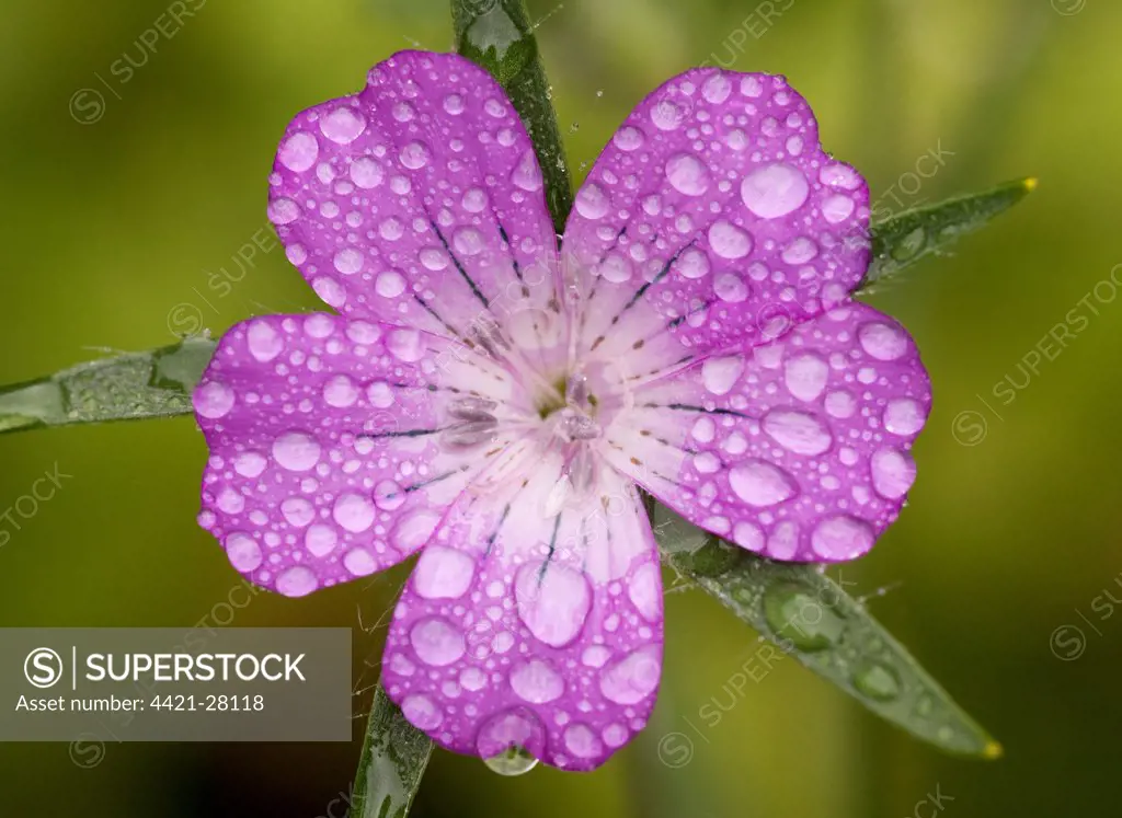 Corncockle (Agrostemma githago) close-up of flower, wet after rain, rare cornfield weed, Dorset, England