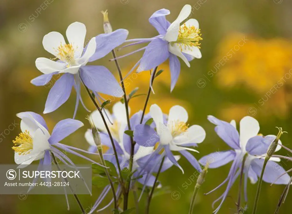 Colorado Blue Columbine (Aquilegia coerulea) flowering, Rustler's Gulch, Maroon Bells-Snowmass Wilderness, Rocky Mountains, Colorado, U.S.A.