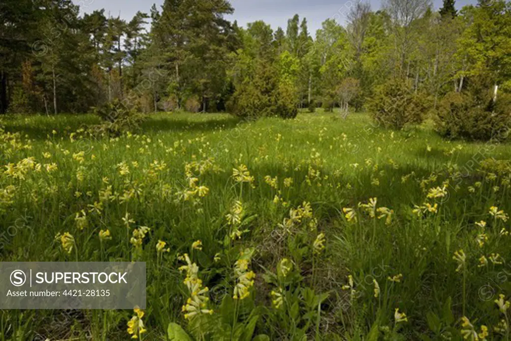 Cowslip (Primula veris) flowering mass, in woodland clearing habitat, Saaremaa Island, Estonia, spring