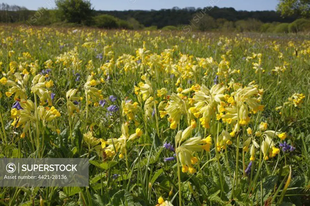 Cowslip (Primula veris) and Bluebell (Endymion non-scriptus) flowering mass, growing in meadow habitat, Oxwich National Nature Reserve, Gower Peninsula, Glamorgan, Wales, may