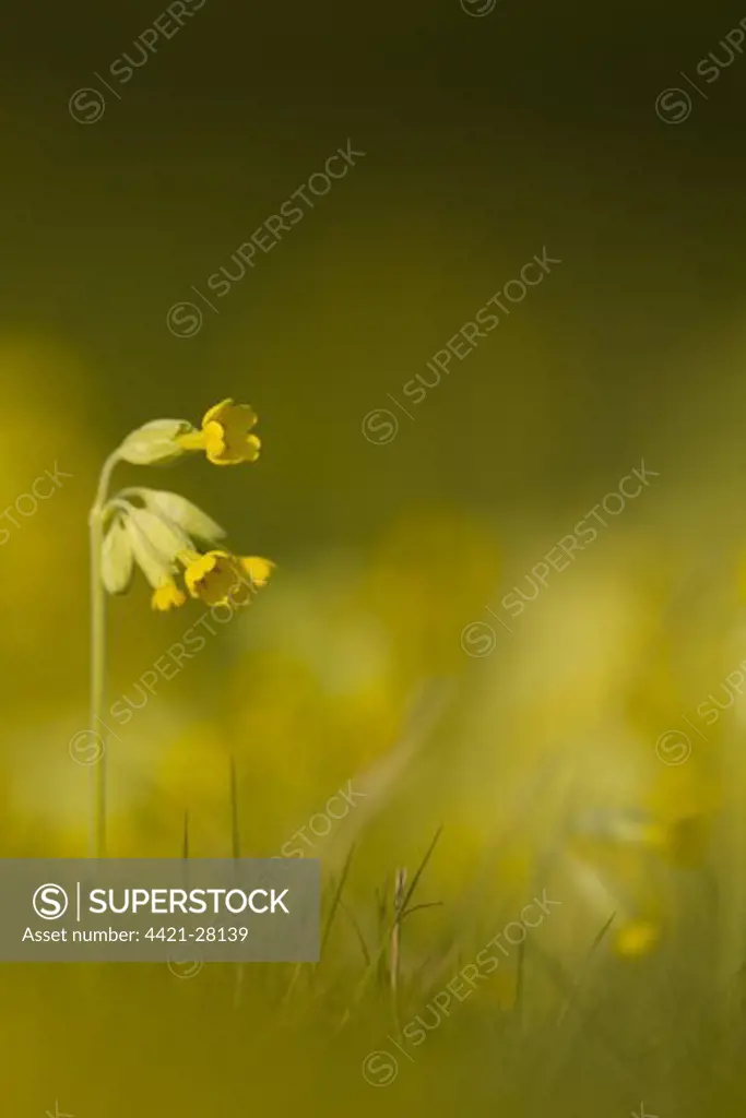 Cowslip (Primula veris) flowering, growing in meadow, Derbyshire, England, may