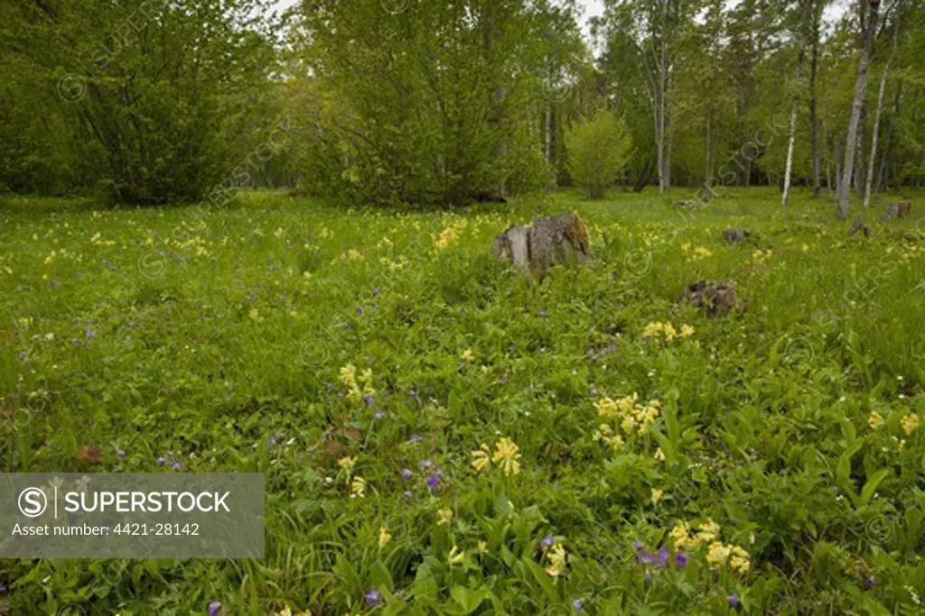 Cowslip (Primula veris) and Wood Cranesbill (Geranium sylvaticum) flowering, growing in wooded meadow habitat, Tagamoisa Nature Reserve, Saaremaa Island, Estonia, may