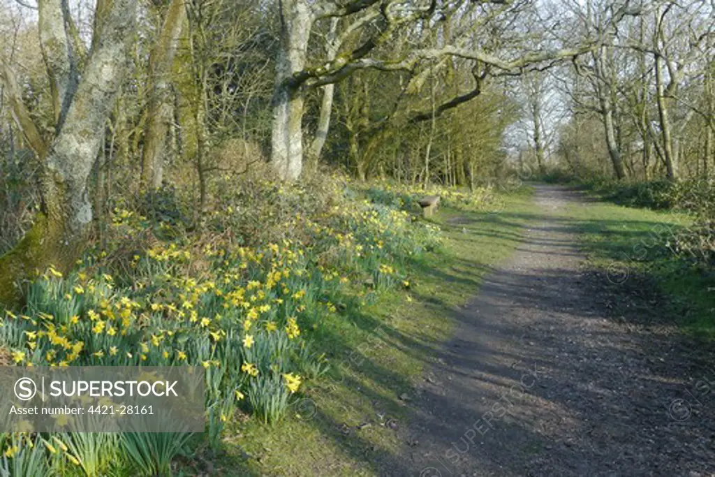 Wild Daffodil (Narcissus pseudonarcissus) flowering, mass growing beside path in woodland, West Sussex, England, march