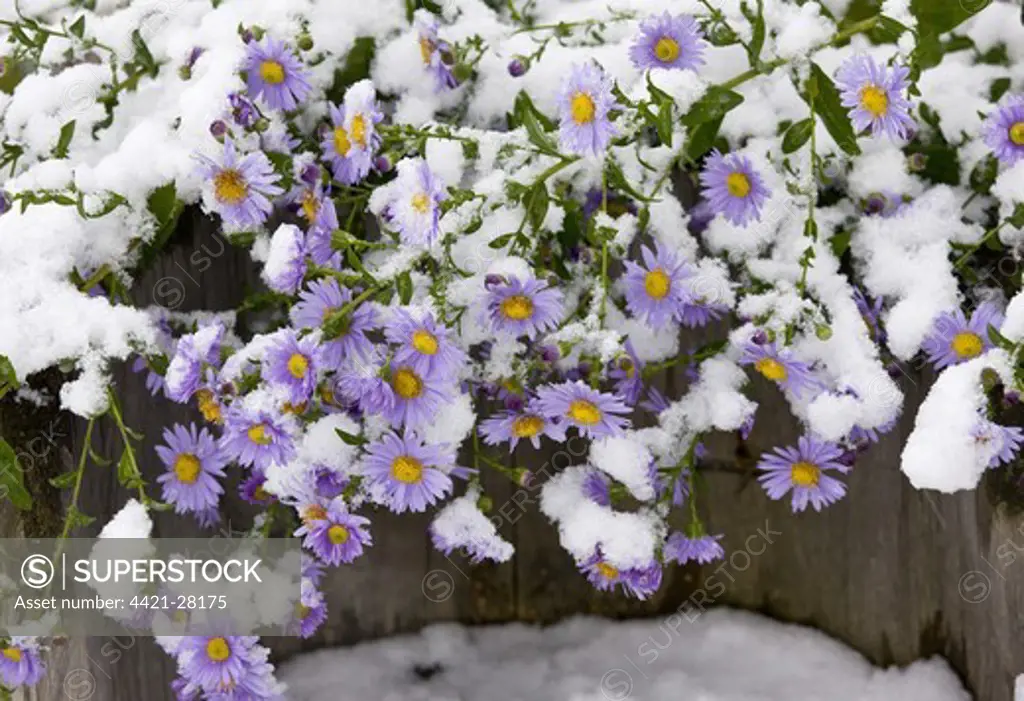 Michaelmas Daisy (Aster x versicolor) flowering, covered with snow, Romania, october