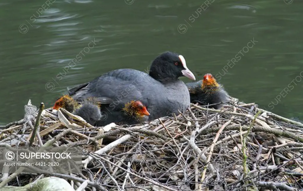 Common Coot (Fulica atra) adult with chicks, sitting at nest on lake, Leicestershire, England, june