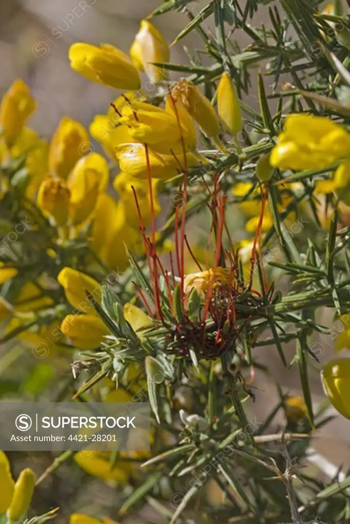 Common Dodder (Cuscuta epithymum) parasatising Common Gorse (Ulex europaeus), Norfolk, England, may