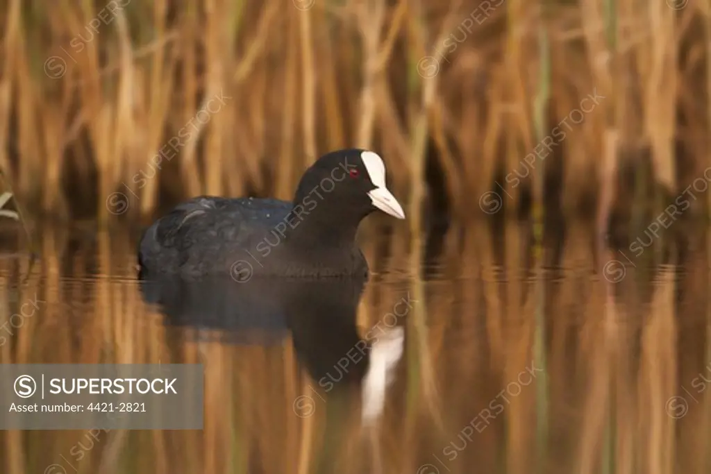 Common Coot (Fulica atra) adult, swimming on pond, The Broads N.P., Norfolk, England, october