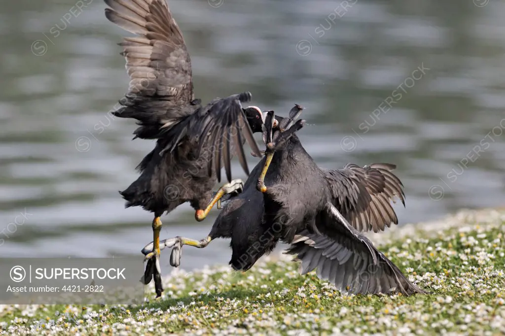 Common Coot (Fulica atra) two adults, fighting on bank, Midlands, England, april