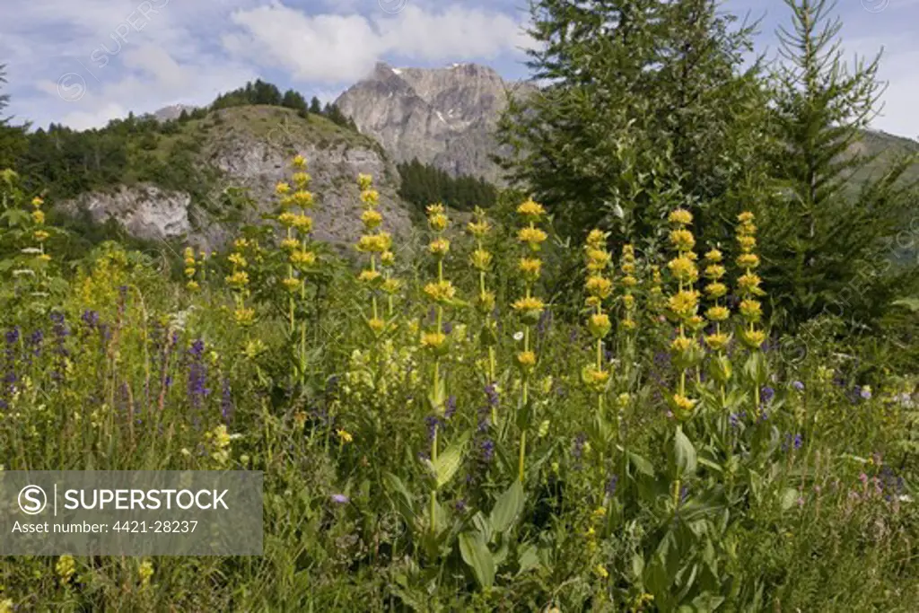 Great Yellow Gentian (Gentiana lutea) flowering, in alpine meadow, Narreyroux Valley, Ecrins N.P., Alps, France