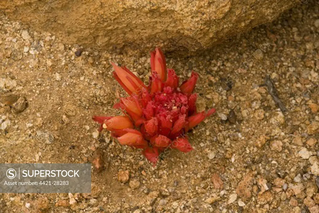 Red Broomrape (Hyobanche sanguinea) root parasite, flowering, Namaqua Desert, Namaqualand, South Africa