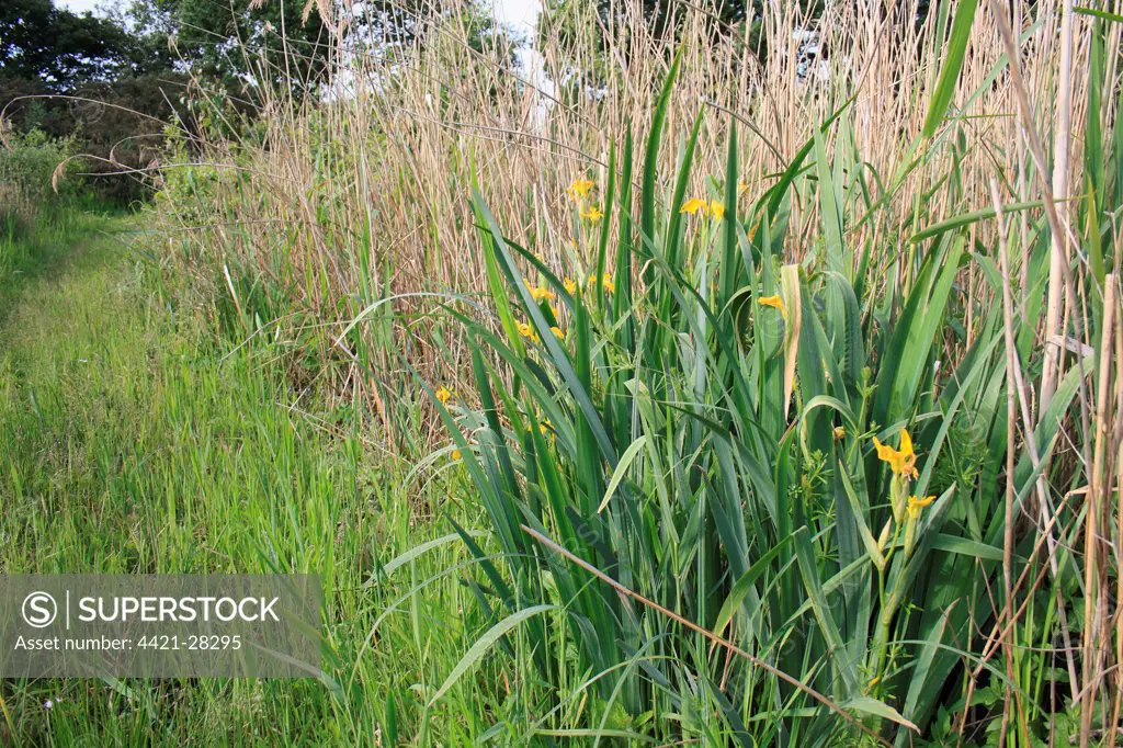 Yellow Iris (Iris pseudacorus) flowering, growing in reedbed, Little Ouse Headwaters Project, Hinderclay Fen, Hinderclay, Little Ouse Valley, Suffolk, England, june