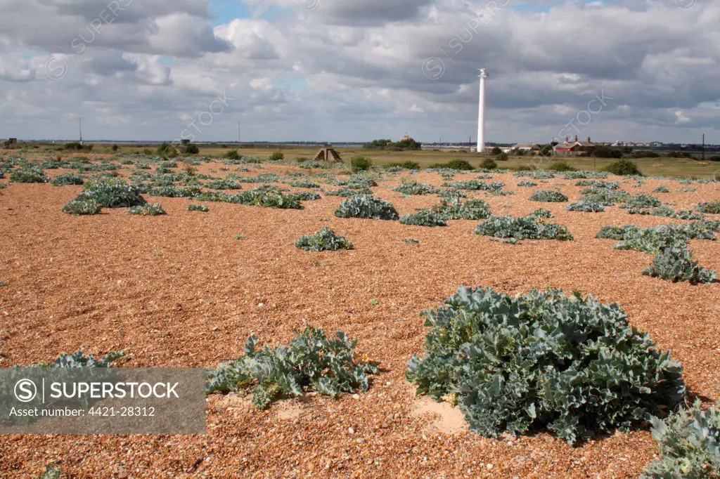 Sea Kale (Crambe maritima) growing on shingle habitat, Landguard Peninsula, Felixstowe, Suffolk, England, august