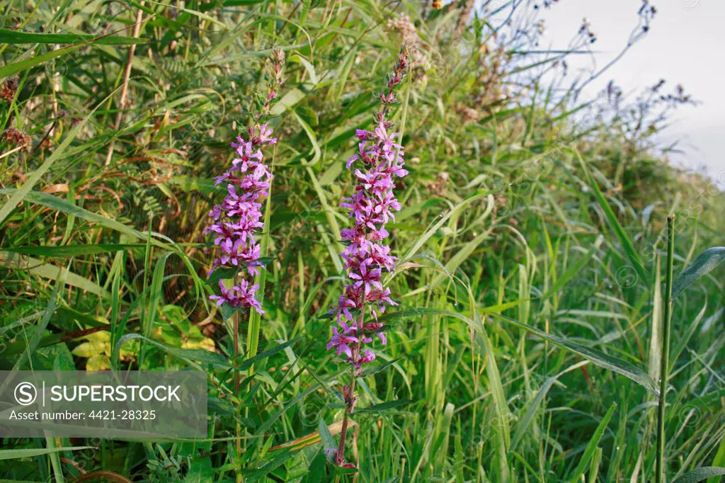 Purple Loosestrife (Lythrum salicaria) flowering, growing in river valley fen habitat, Middle Fen, Redgrave and Lopham Fen N.N.R., Waveney Valley, Suffolk, England, september
