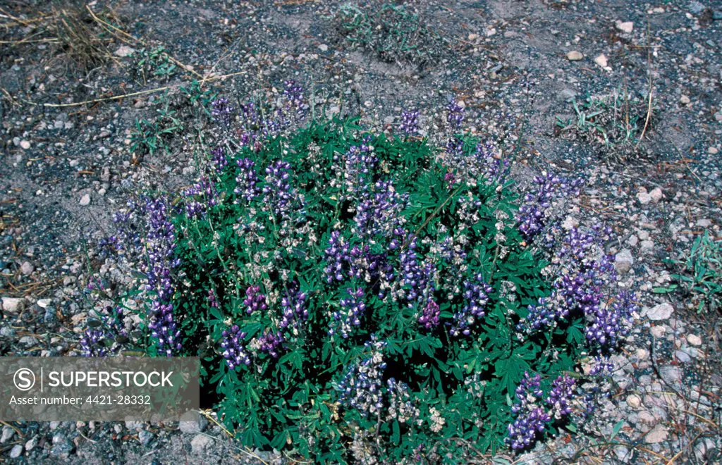 Lupin  Silvery (Lupinus argenteus)  In flower, Yellowstone National Park, USA.