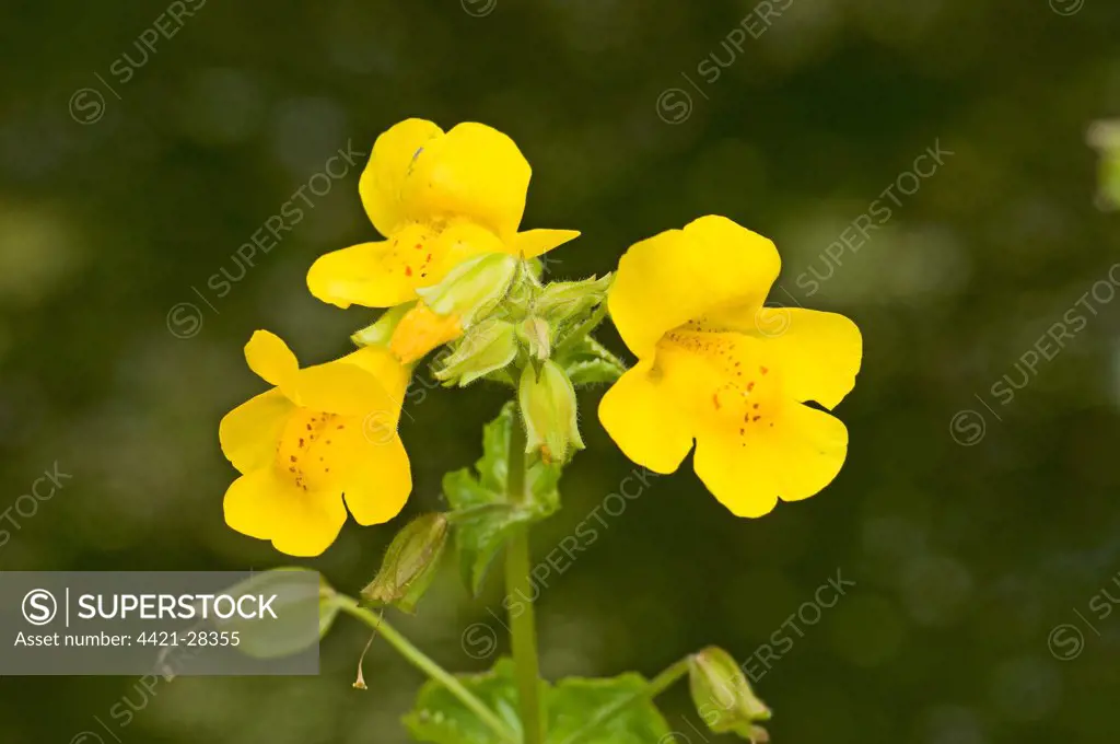 Yellow Monkeyflower (Mimulus guttatus) introduced species, close-up of flowers, England, june