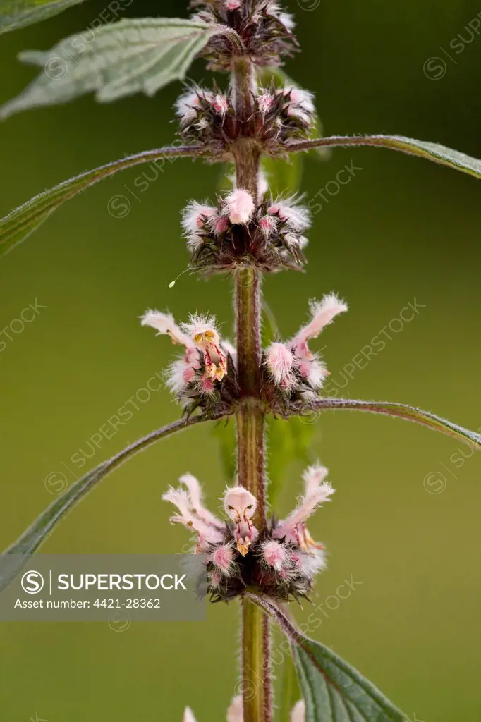 Motherwort (Leonurus cardiaca) close-up of flowers, Romania