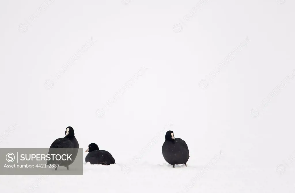 Common Coot (Fulica atra) three adults, in snow on frozen lake, Shropshire, England, december