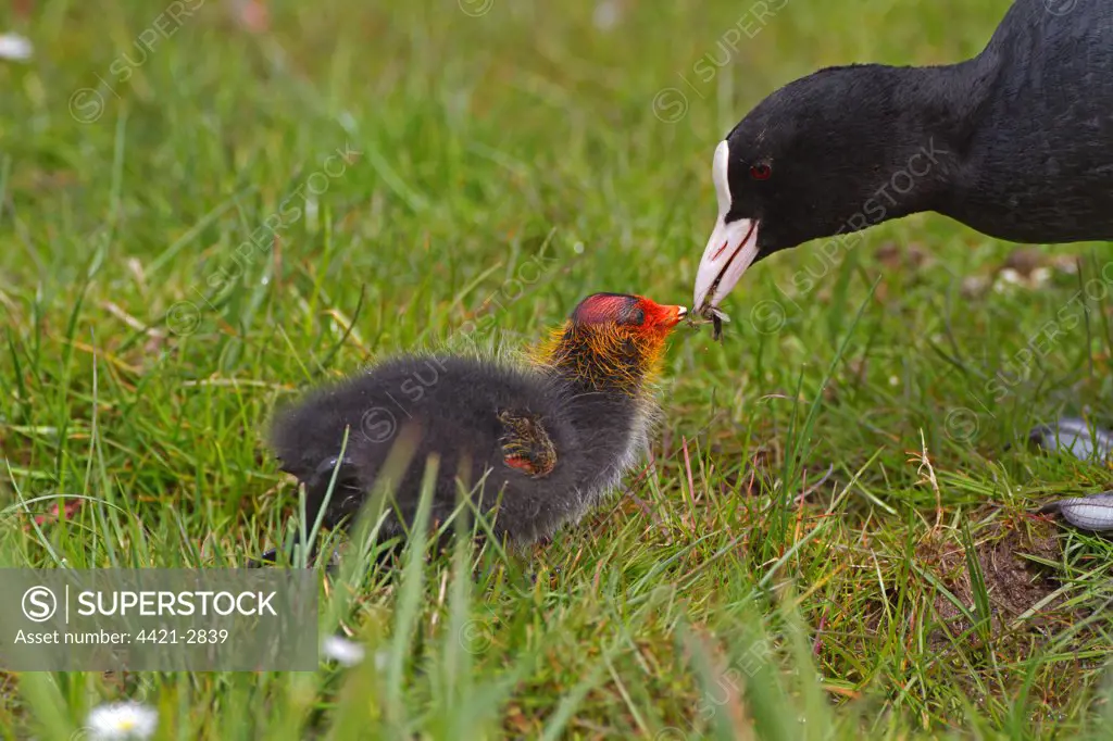 Common Coot (Fulica atra) adult feeding insects to chick, Cley Marshes Reserve, Cley-next-the-Sea, Norfolk, England, may