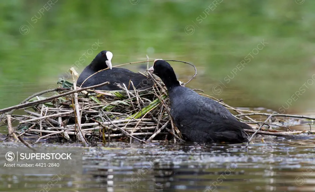 Common Coot (Fulica atra) adult pair, nest building on lake, Leicestershire, England, may