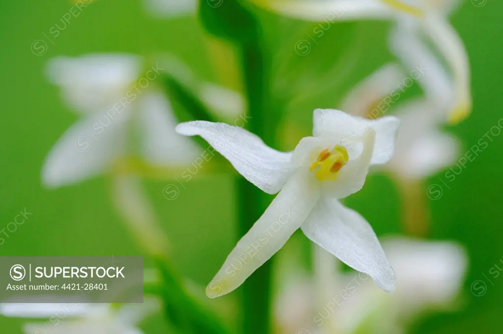 Greater Butterfly Orchid (Platanthera chlorantha) close-up of flowers, Italy, june