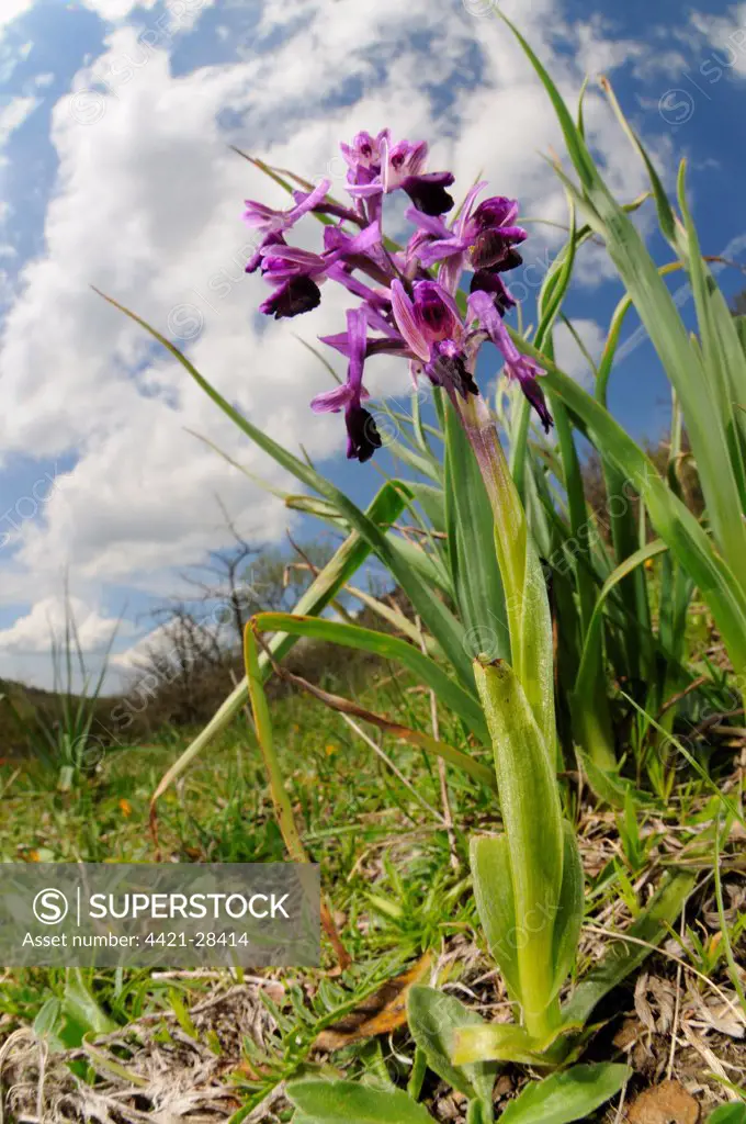 Long-spurred Orchid (Orchis longicornu) flowering, in habitat, Sicily, Italy
