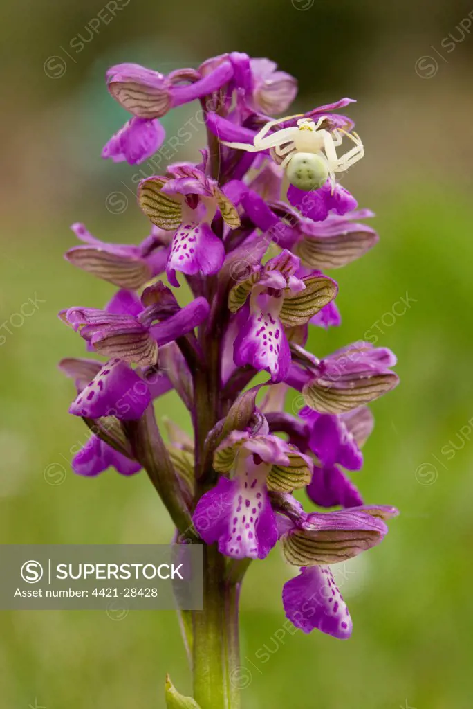 Green-winged Orchid (Orchis morio) flowerspike, with Goldenrod Crab Spider (Misumena vatia) waiting for prey, Corsica, France
