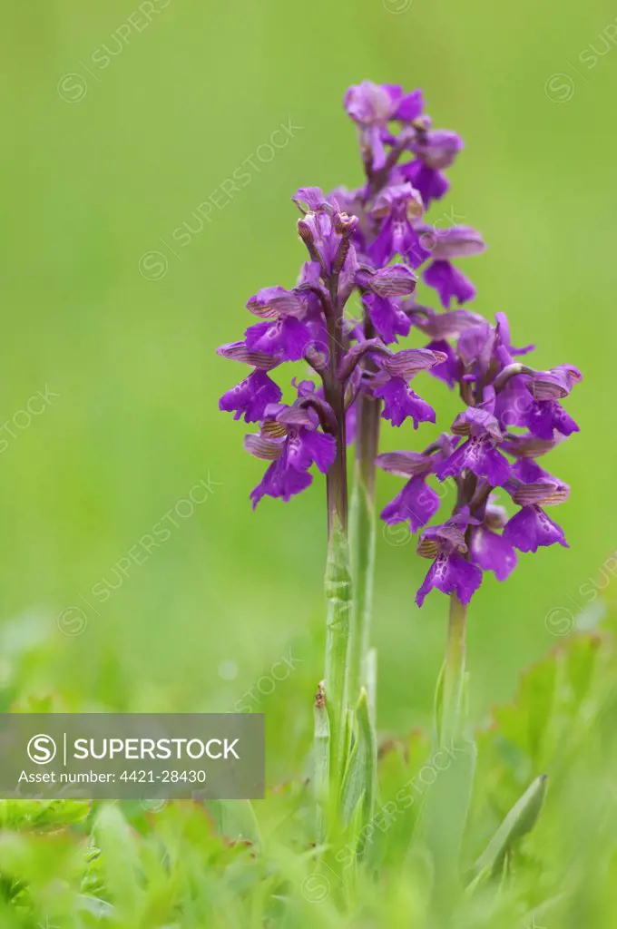 Green-winged Orchid (Orchis morio) three flowerspikes, Kent, England, may