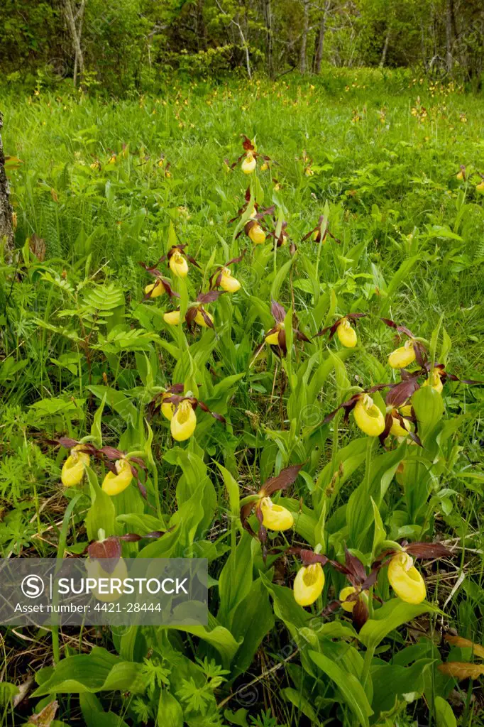 Yellow Lady's Slipper Orchid (Cypripedium calceolus) flowering, in ancient wood pasture, Loode Oakwood, Saaremaa Island, Estonia, spring